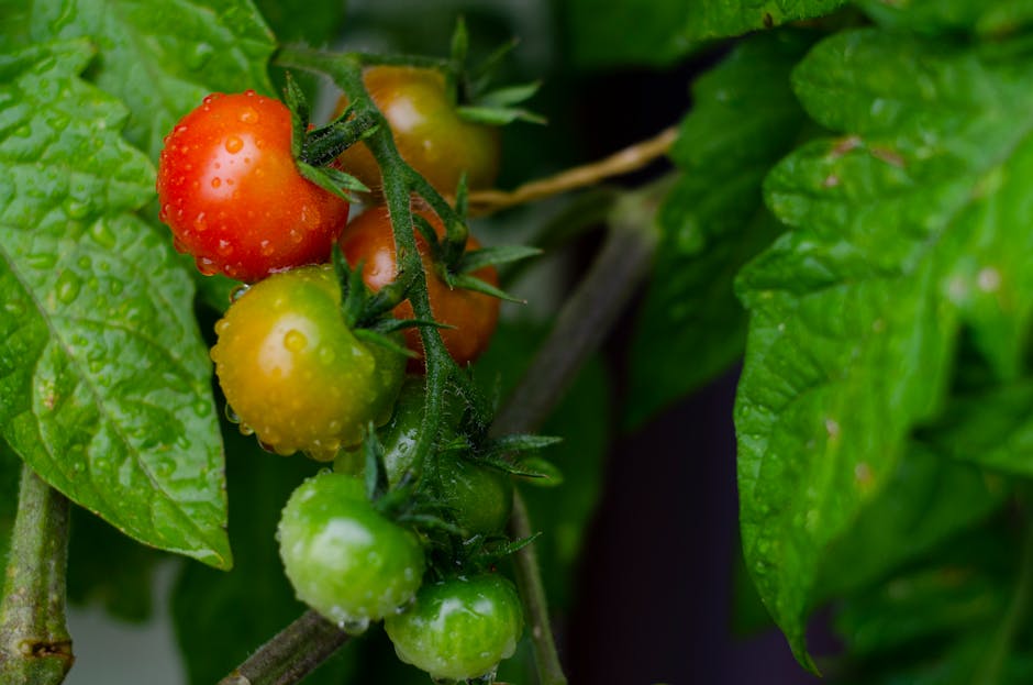 Close-up of cherry tomatoes ripening on the vine with water droplets in a garden setting.