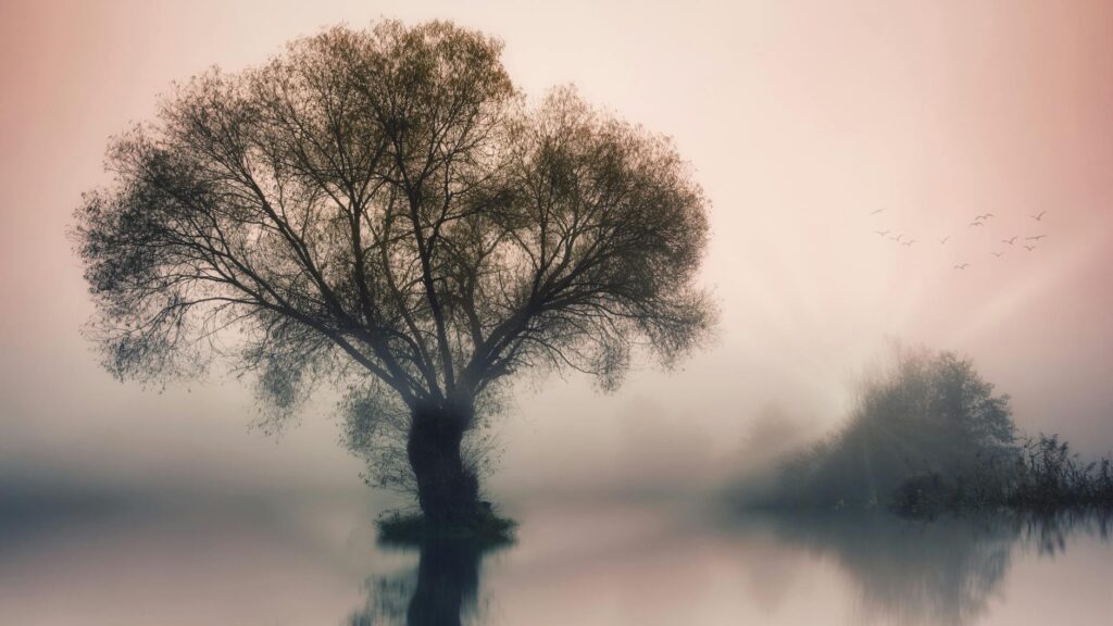 A tranquil scene of a lone tree by a misty lake at sunrise, creating a peaceful atmosphere.